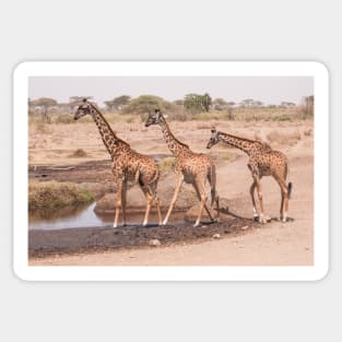 Serengeti Giraffe #10 Sticker